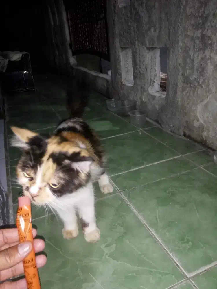 Kucing Persia Calico Mix Betina