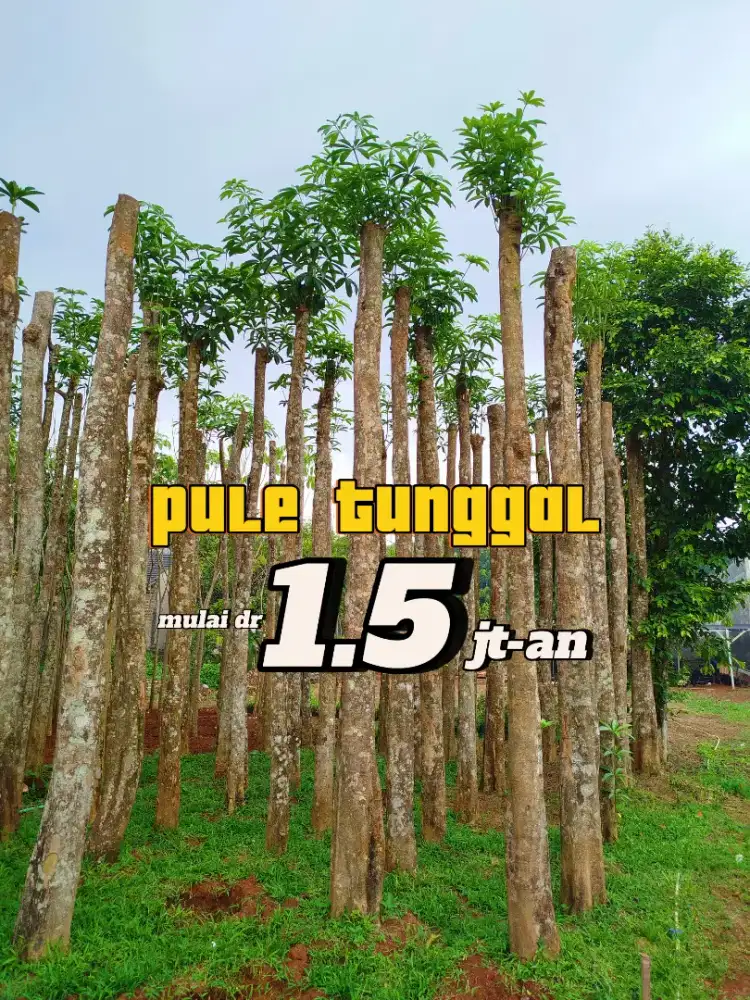 Jual pohon pule