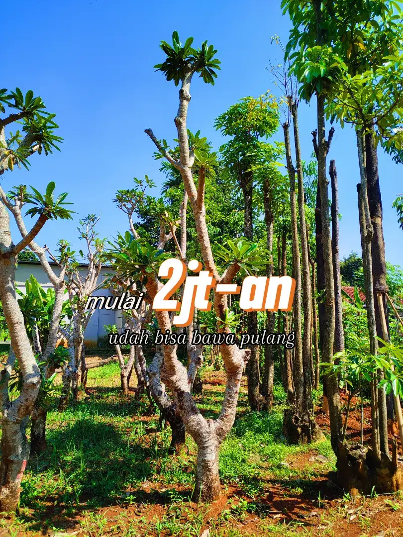 Jual pohon kamboja semi posil