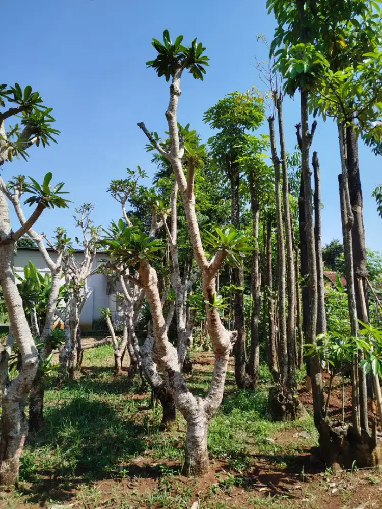 Jual pohon kamboja semi posil