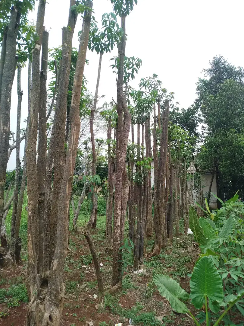 Jual pohon pule alstonia scholaris