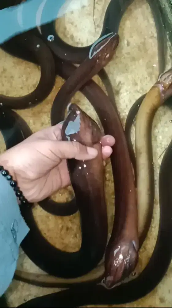 Belut Super – Lebih Gemuk, Lebih Gurih, Lebih Untung!