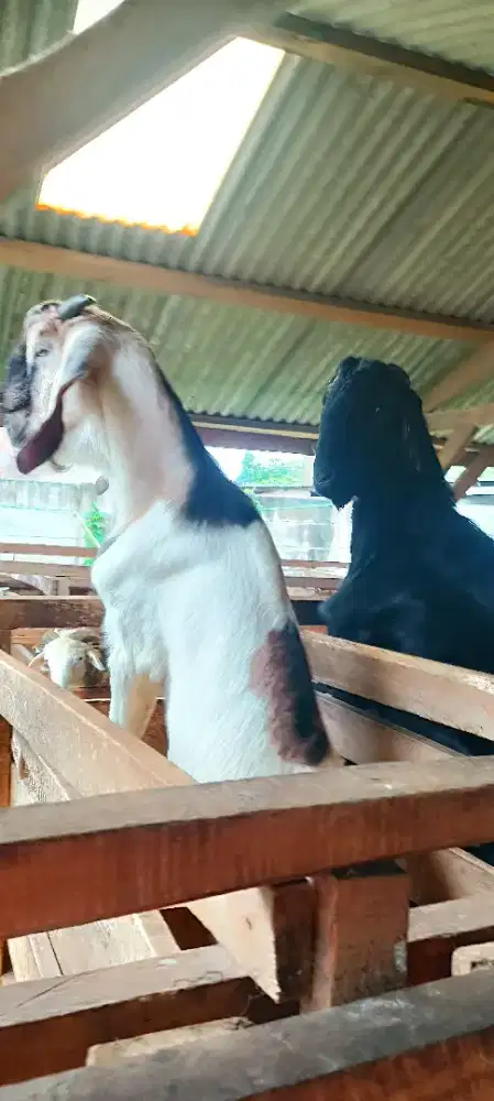 kambing kurban jantan hitam