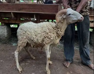 domba jantan 27-28kiloan siap domba kurban ekonomisan jamin murmer top