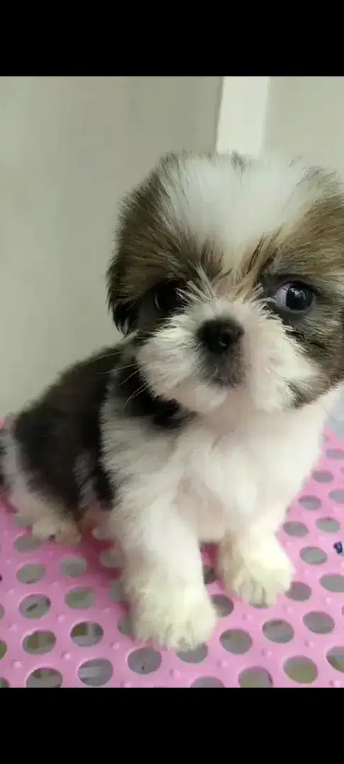 Mini shihtzu non stb