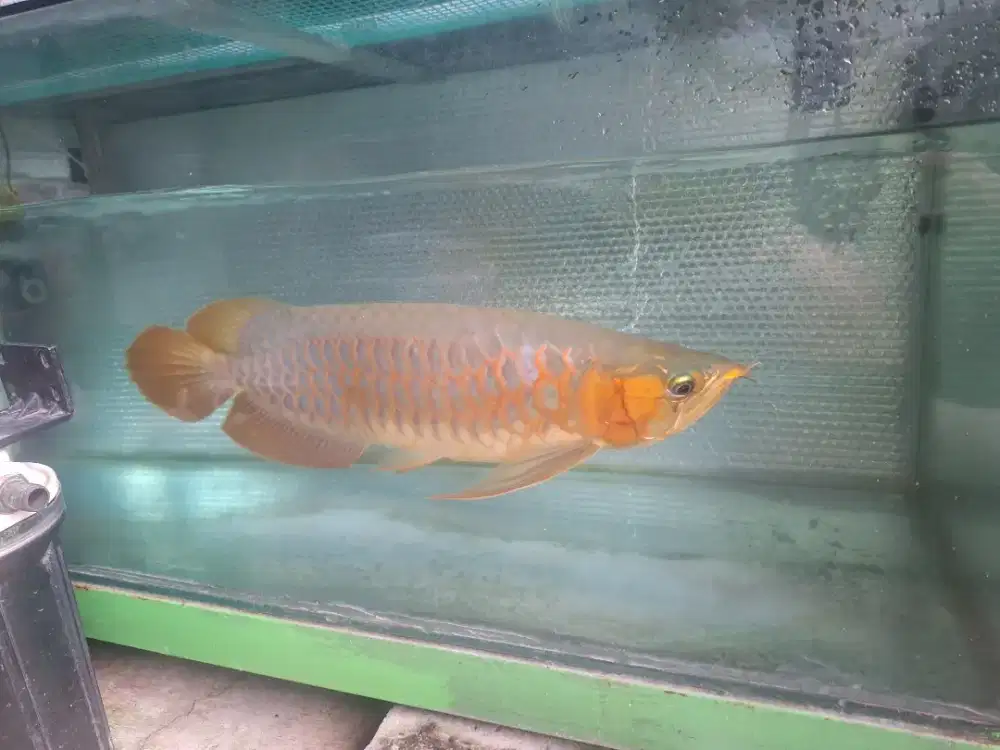 Super red size 37 UP metalic