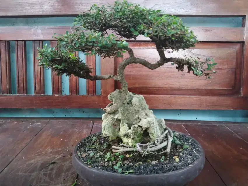 Bonsai Saeng Simbur Istimewa