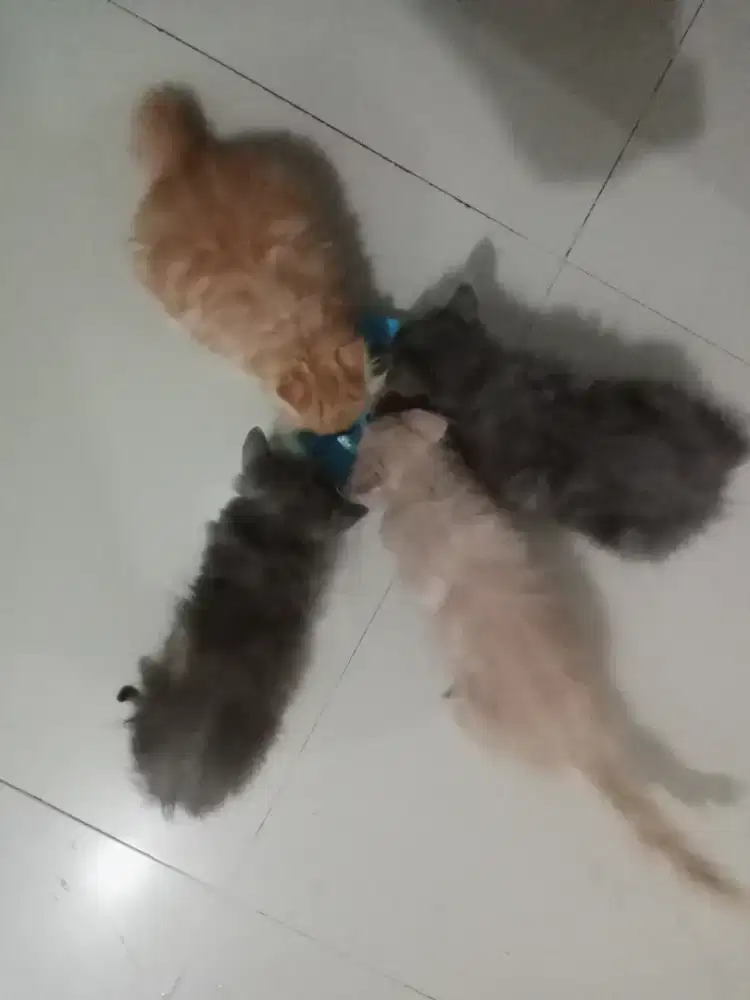 kucing persia flatnose