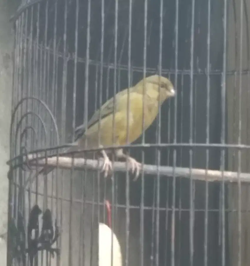 Knri Loper ijo botol nonslap mantan gacoran