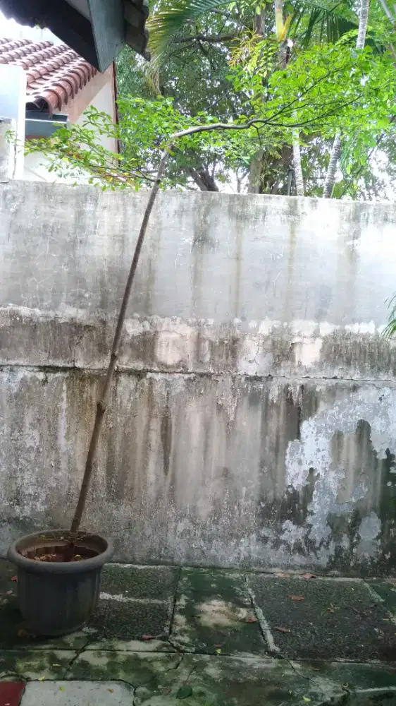 Tanaman Ketapang Kencana