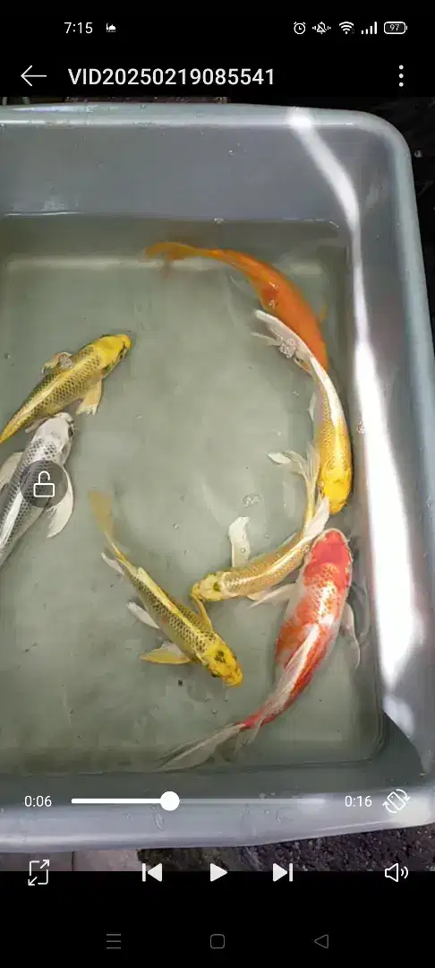 Ikan koi slayer/non salyer
