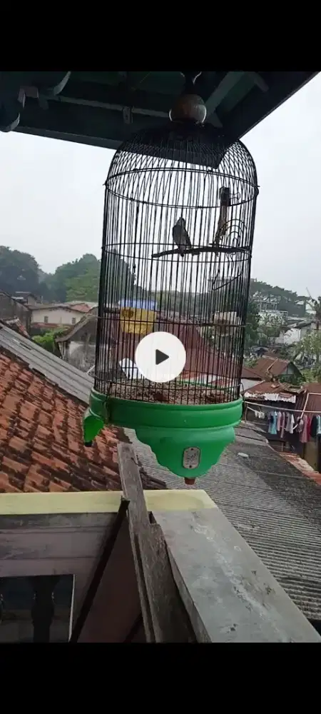 Blackmus jantan gacor