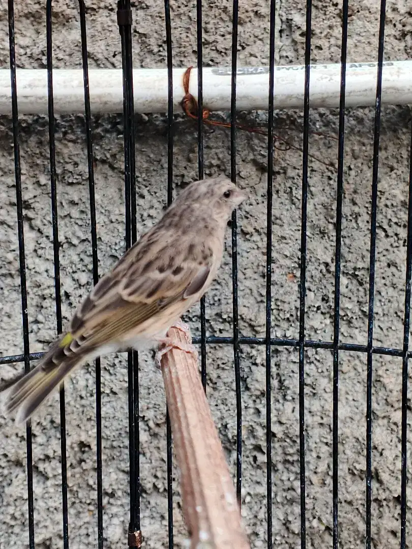 Burung blackthroat bostwana Jantan