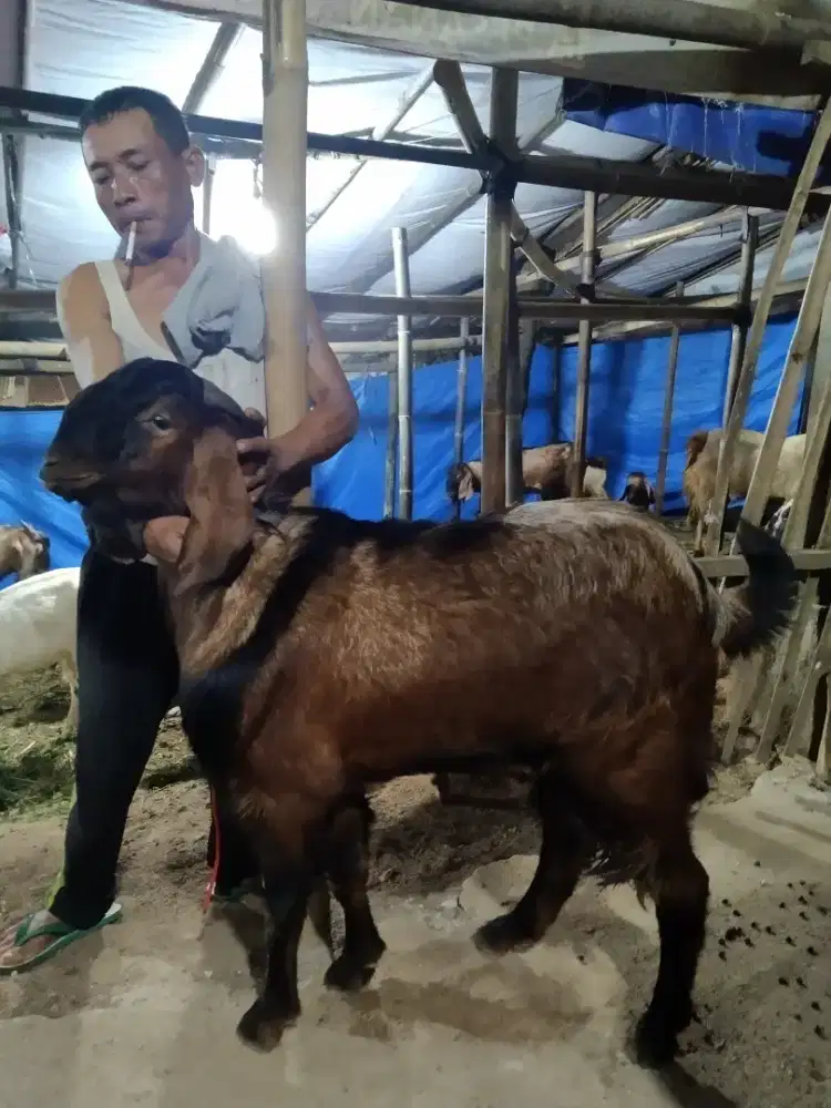 Kambing  Aqiqah terbaik 2025