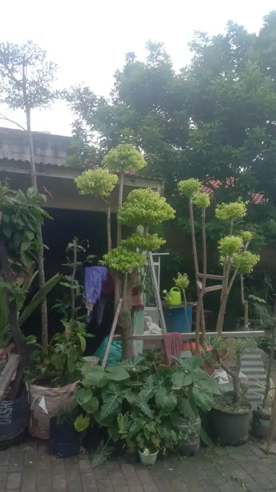 Bonsai anting putri UK jumbo,Tgg 3m+