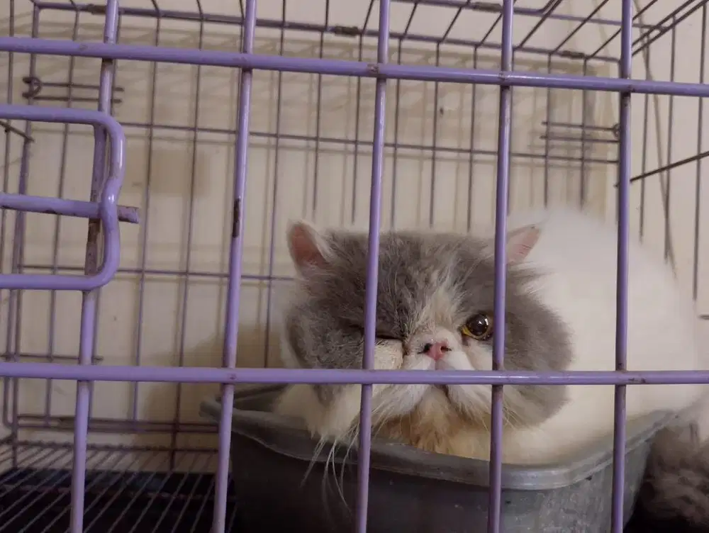 Penitipan kucing Jogja, Penitipan kucing murah, petshop jogja