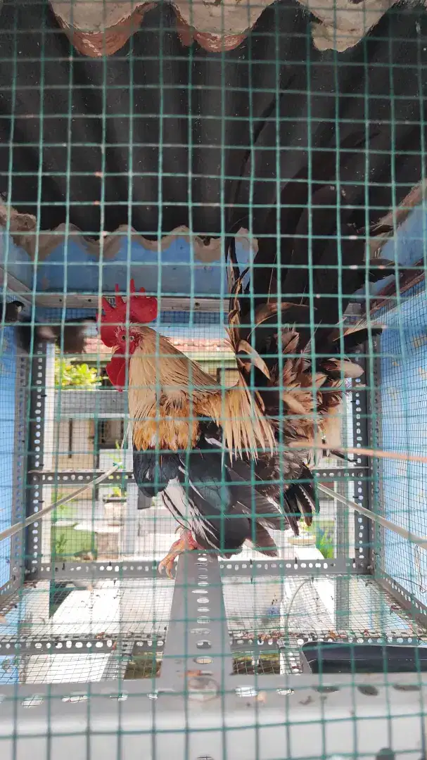 Ayam Kate wido Jantan