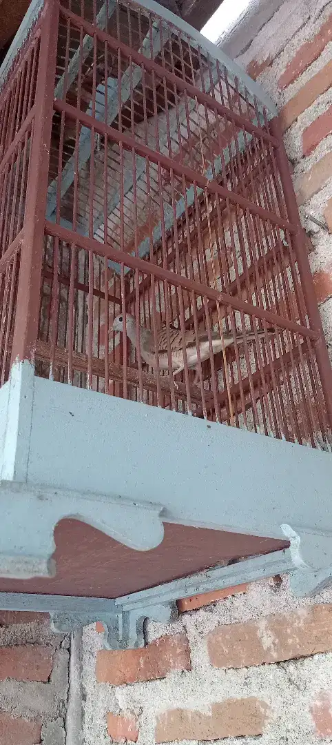 Burung perkutut udan emas lokal alam hasil tangkapan punden