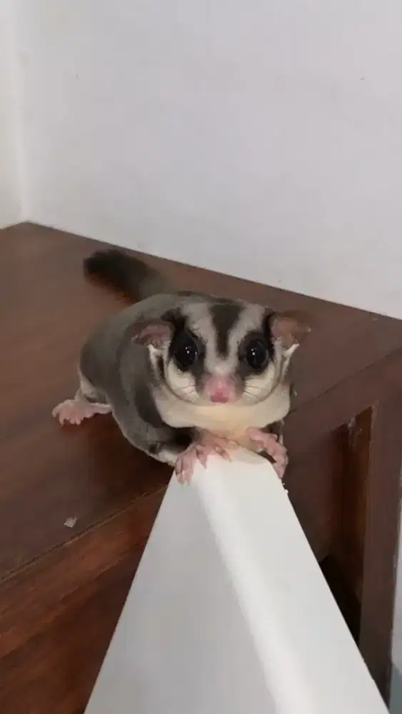 Sugar Glider Jantan