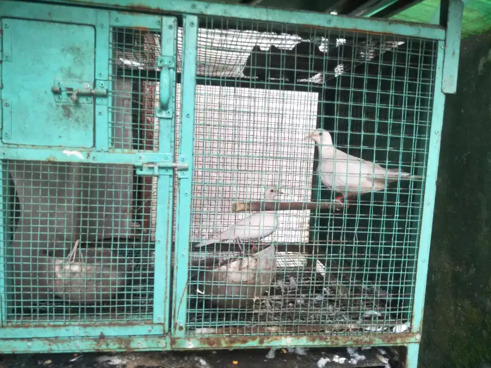 Jual burung puter sepasang