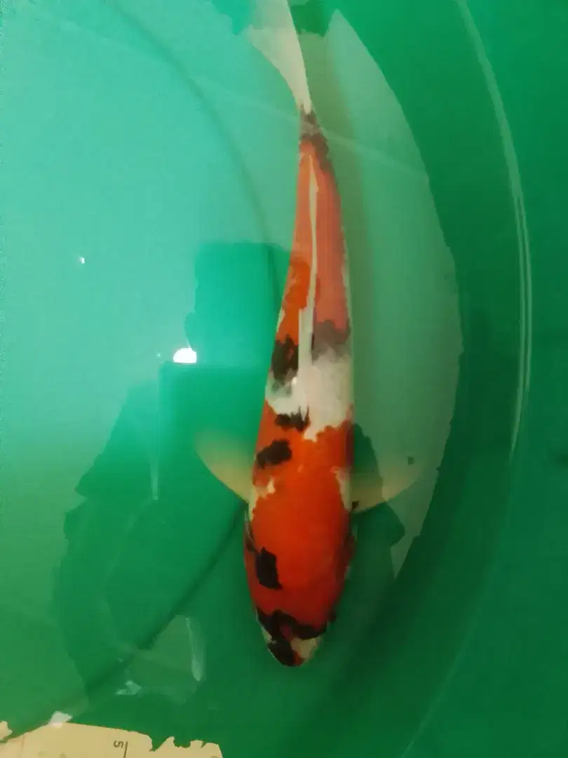 Ikan koi jenis Showa 35cm pola bagus