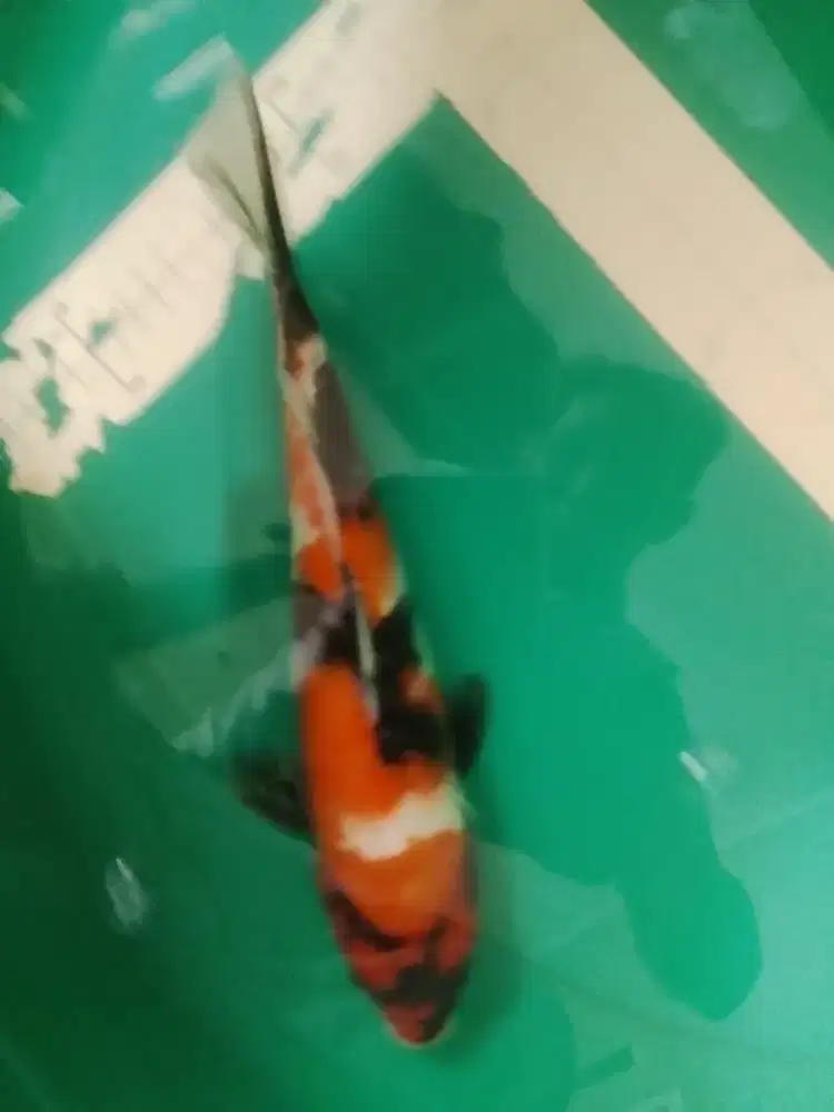 Ikan koi jenis Showa 30cm