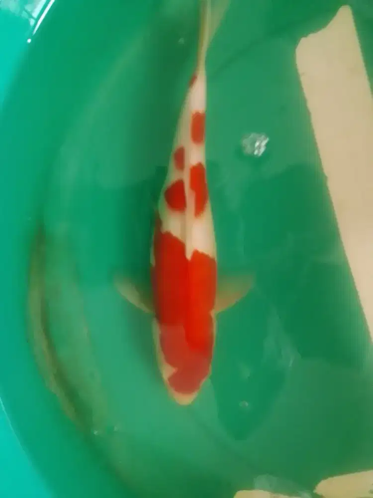 Ikan koi jenis KOHAKU 36cm pola original