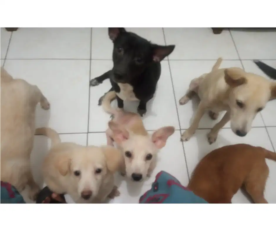 Dijual Anjing Labrador Mix Kintamani