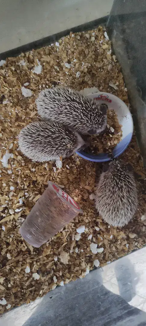 Jual anak landak mini 3 ekor rp 200rb