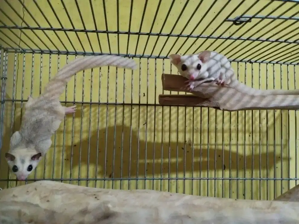 Sugar glider pasangan