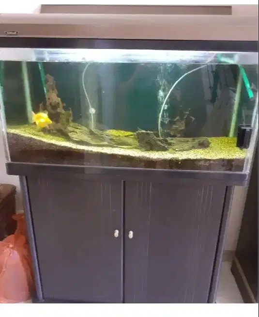 Aquarium Ikan Merk BOYU Second Kondisi Terawat + Bonus ikan di dalamny
