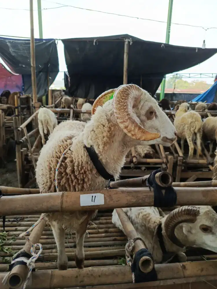 QURBAN DOMBA SAPI NEGO SAMPAI DEAL