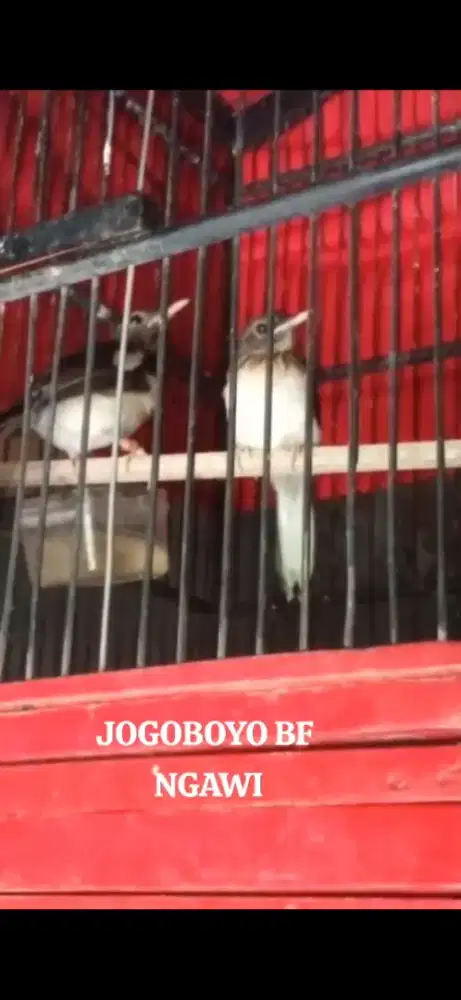 Trotol murai batu trah warna panda cremino