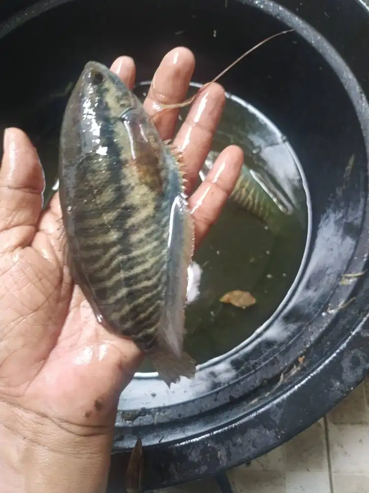Indukan Ikan Sepat Siam
