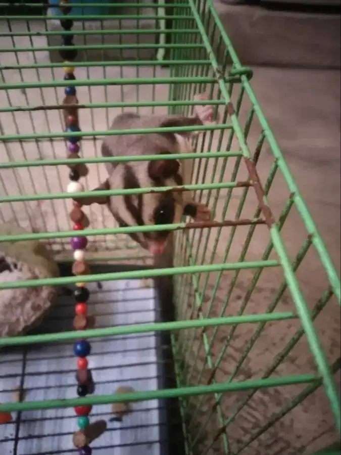 Jual suger glider jantan dewasa