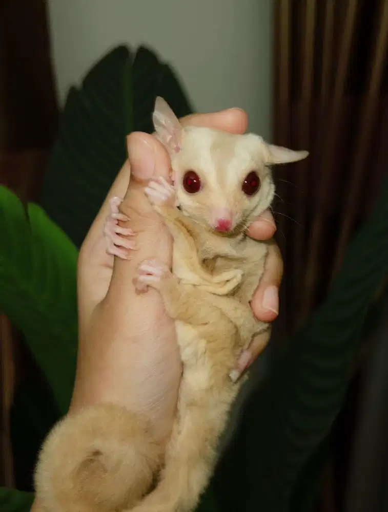 sugar glider creamino betina