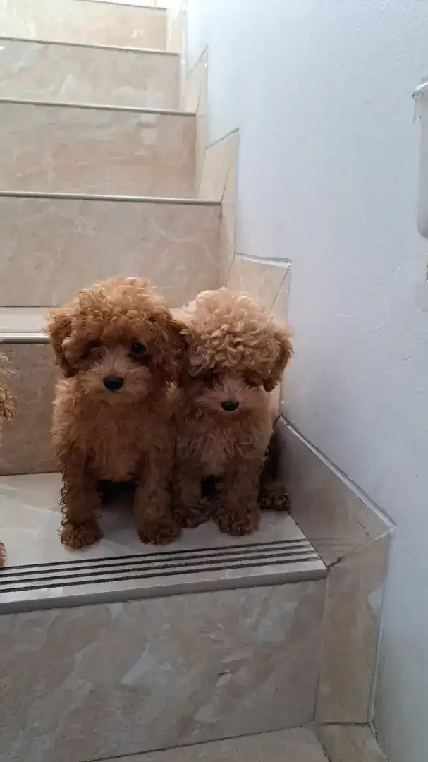 Open Adopt Anjing Tiny Poodle Jantan