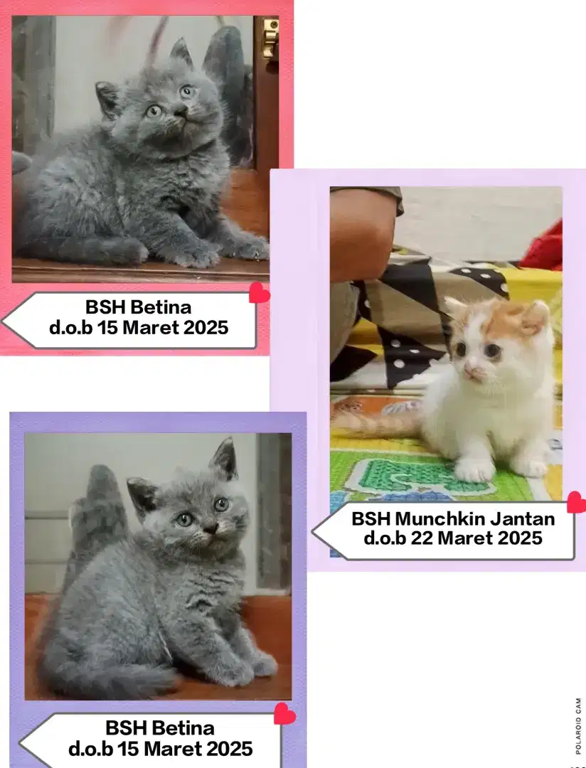 BSH Munchkin Std dan NonStd