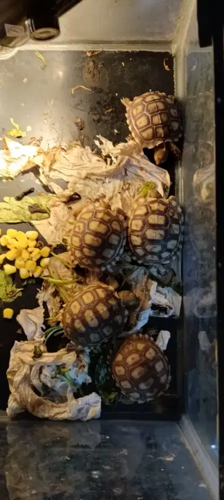 Kura kura darat Sulcata n Testudo 4-6cm