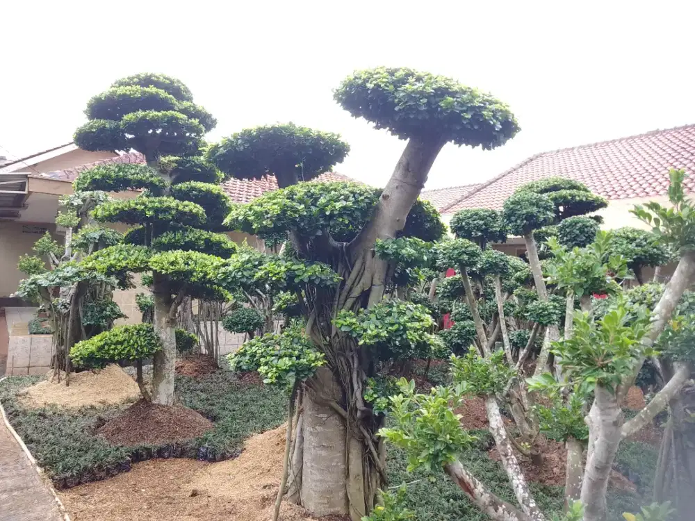 Jual pohon bonsai beringin micro bermacam ukuran