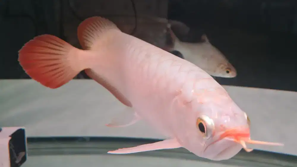 Ikan hias arwana arowana