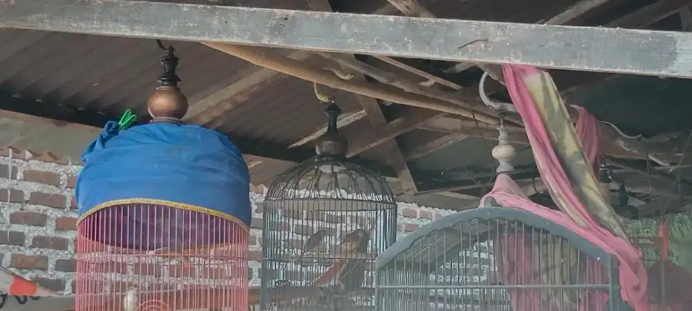 Burung prenjak klik gacoran