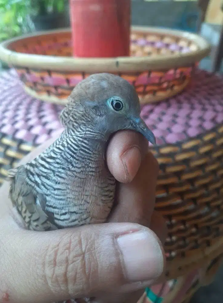 Perkutut Daringan Kebak Satrio Wilis