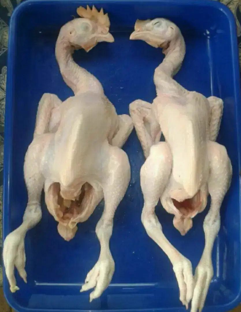Ayam potong pejantan perekor