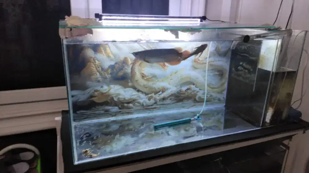 Ikan arwana SR sepauk