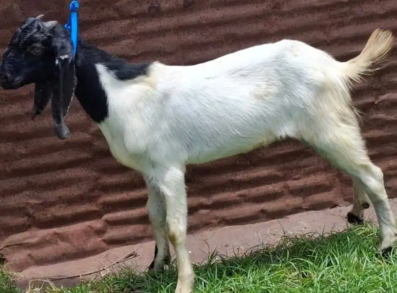 kambing jantan 35kiloan siap hewan kurban terbaik 2025 cukup umur puas