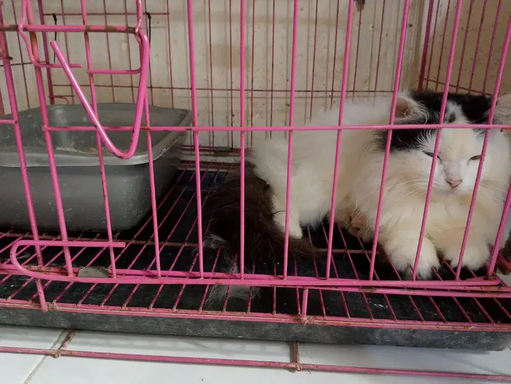 Grooming kucing jogja, grooming kucing murah, petshop jogja