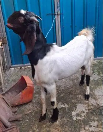 kambing qurban 35kiloan timbang hidup siap kambing kurban 2025 rawatan