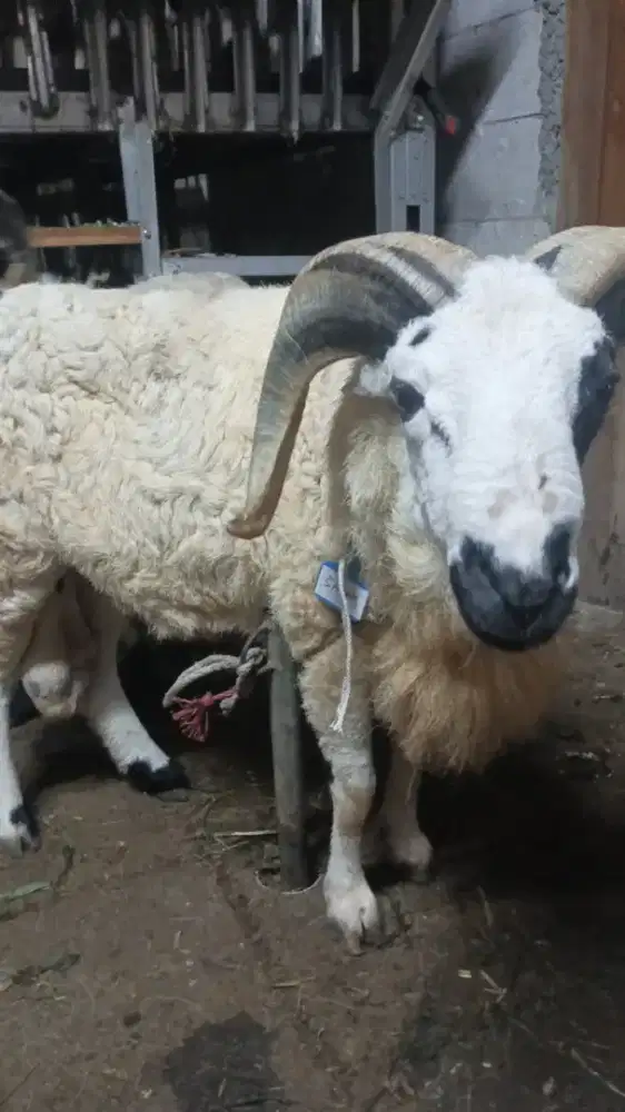 Sedia Kambing Domba Qurban Ciputat Free Ongkir