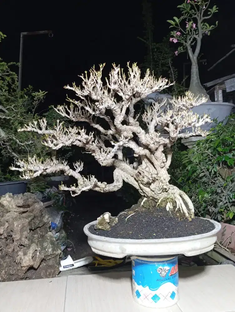Bonsai Waru Lokal kualitas kontes